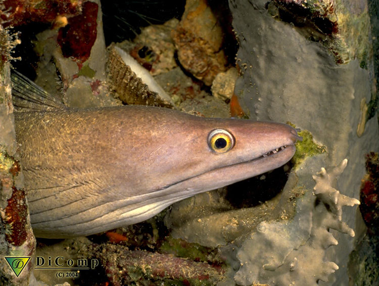 Gymnothorax monochrous (Murena monocromatica)